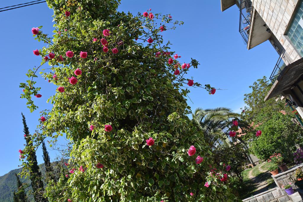 טיווט Apartments Dinko Zifra מראה חיצוני תמונה
